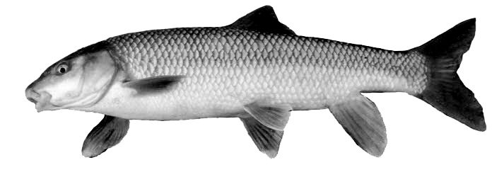 Luciobarbus guiraonis_01.jpg